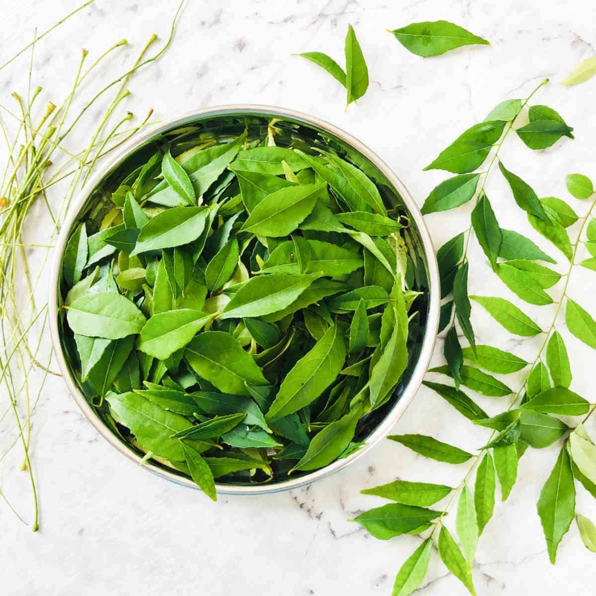 curry-leaves curry-leaves