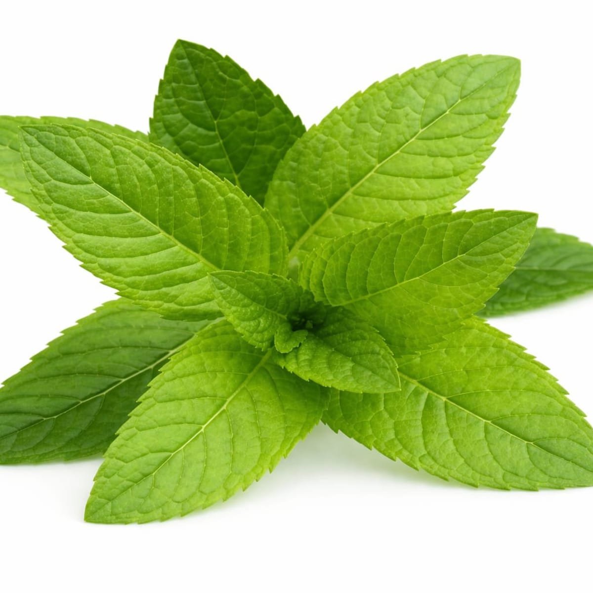 Mint / புதினா