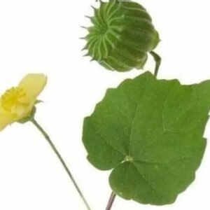 Thuthi keerai/துத்தி கீரை