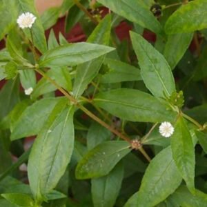 Karisalankanni keerai / கரிசலாங்கண்ணி கீரை