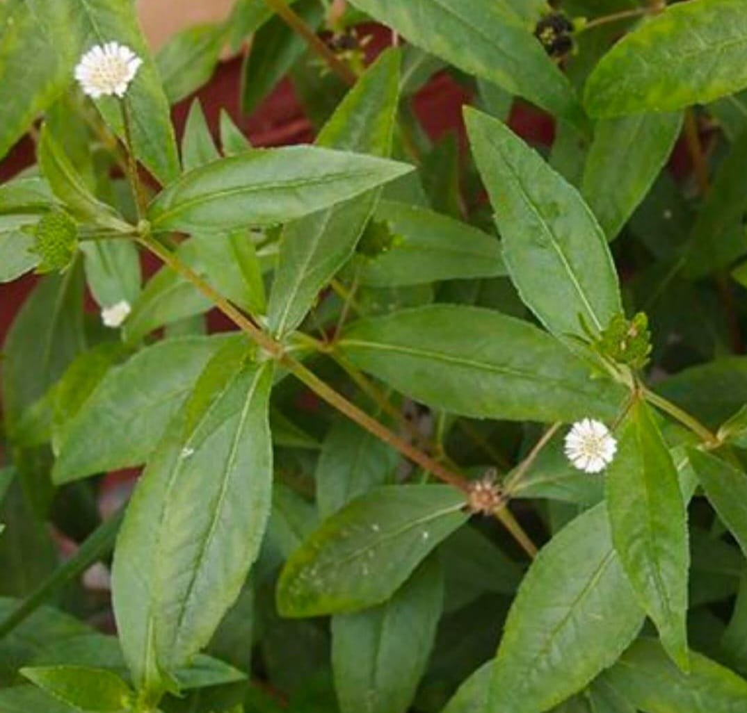 Karisalankanni keerai / கரிசலாங்கண்ணி கீரை