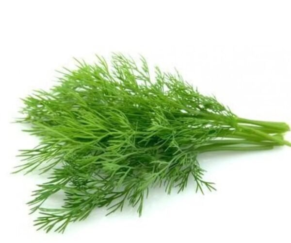 dill leaves dill leaves