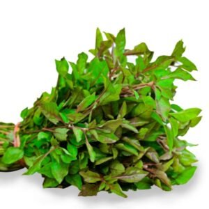Green ponnaanganni / பச்சை பொன்னாங்கண்ணி