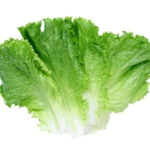 Lettuce /பசலைக்கீரை