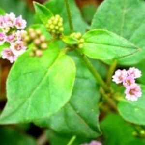 Mookirattai keerai / மூக்கிரட்டை கீரை