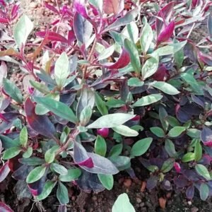 Red ponnangani keerai /சிவப்பு பொன்னாங்கண்ணி கீரை