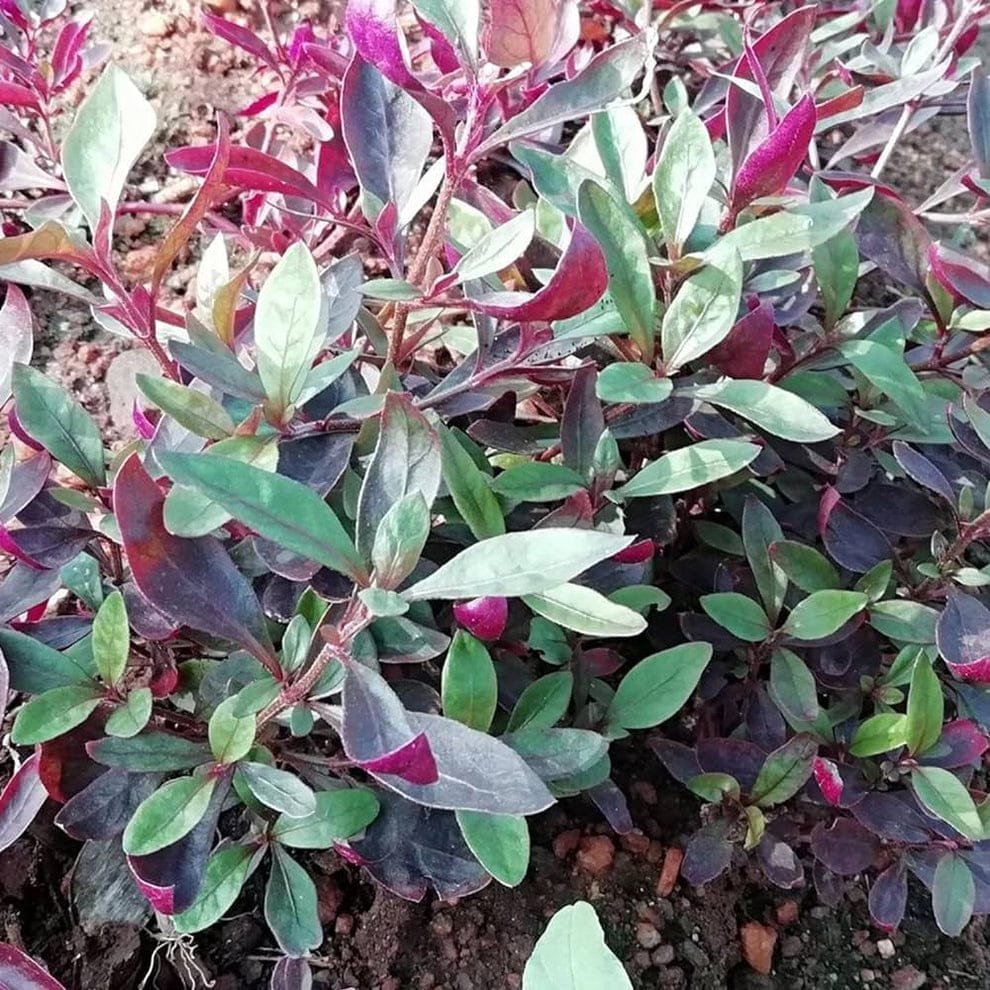 Red ponnangani keerai /சிவப்பு பொன்னாங்கண்ணி கீரை